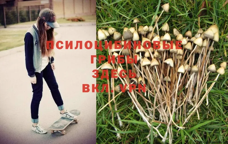 Псилоцибиновые грибы Psilocybe  Покачи 